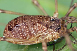 Oligolophus tridens / Gemeiner Dreizackkanker / Echte Weberknechte - Phalangiidae / Ordnung: Weberknechte - Opiliones