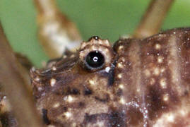 Oligolophus tridens / Gemeiner Dreizackkanker / Echte Weberknechte - Phalangiidae / Ordnung: Weberknechte - Opiliones