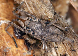 Trogulus closanicus / "Brettkanker" / Trogulidae - Brettkanker / Ordnung: Weberknechte - Opiliones