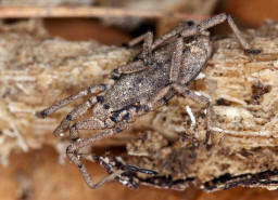 Trogulus closanicus / "Brettkanker" / Trogulidae - Brettkanker / Ordnung: Weberknechte - Opiliones