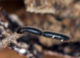 Trogulus closanicus / "Brettkanker" / Trogulidae - Brettkanker / Ordnung: Weberknechte - Opiliones