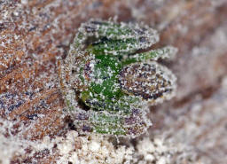 Diaea dorsata / Grne Krabbenspinne / Familie: Krabbenspinnen - Thomisidae / Ordnung: Webspinnen - Araneae / subadultes Mnnchen im berwinterungsquartier unter loser Rinde