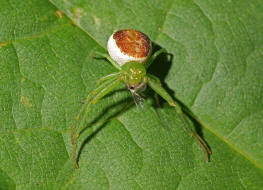 Diaea dorsata / Grne Krabbenspinne / Familie: Krabbenspinnen - Thomisidae / Ordnung: Webspinnen - Araneae