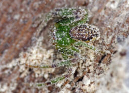 Diaea dorsata / Grüne Krabbenspinne / Familie: Krabbenspinnen - Thomisidae / Ordnung: Webspinnen - Araneae / subadultes Männchen im Überwinterungsquartier unter loser Rinde