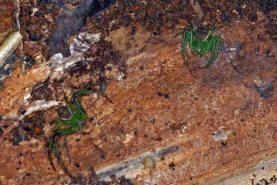 Diaea dorsata / Grüne Krabbenspinne / Familie: Krabbenspinnen - Thomisidae / Ordnung: Webspinnen - Araneae / subadulte Männchen im Überwinterungsquartier unter loser Rinde
