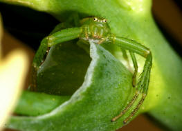 Diaea dorsata / Grne Krabbenspinne / Familie: Krabbenspinnen - Thomisidae / Ordnung: Webspinnen - Araneae