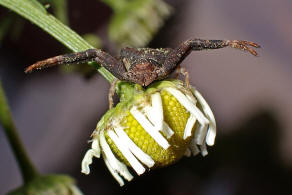 Pistius truncatus / Stutzkrabbenspinne / Krabbenspinnen - Thomisidae / Ordnung: Webspinnen - Araneae