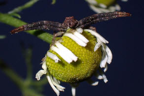 Pistius truncatus / Stutzkrabbenspinne / Krabbenspinnen - Thomisidae / Ordnung: Webspinnen - Araneae