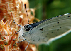 Celastrina argiolus / Faulbaum-Bluling / Tagfalter - Blulinge - Lycaenidae