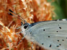 Celastrina argiolus / Faulbaum-Bluling / Tagfalter - Blulinge - Lycaenidae