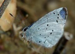 Celastrina argiolus / Faulbaum-Bluling / Tagfalter - Blulinge - Lycaenidae