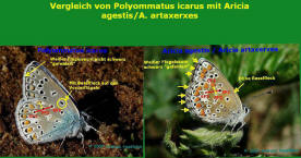P. icarus im Vergleich mit Aricia agestis/A.atarxerxes