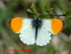 Anthocharis cardamines / Aurorafalter / Tagfalter - Weilinge - Pieridae- Pierinae (Mnnchen) - Foto: N. Dorfmller