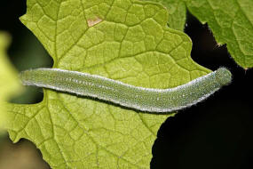 Anthocharis cardamines / Aurorafalter / Tagfalter - Weilinge - Pieridae- Pierinae (Raupe)