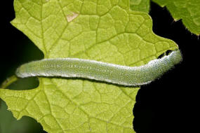 Anthocharis cardamines / Aurorafalter / Tagfalter - Weilinge - Pieridae- Pierinae (Raupe)