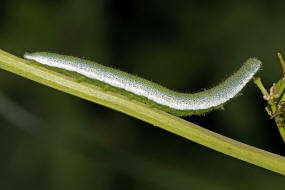 Anthocharis cardamines / Aurorafalter / Tagfalter - Weilinge - Pieridae- Pierinae (Raupe)