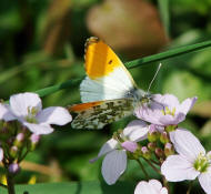 Anthocharis cardamines / Aurorafalter / Tagfalter - Weilinge - Pieridae- Pierinae (Mnnchen)