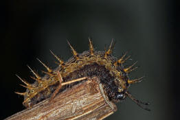 Argynnis paphia / Kaisermantel (Weibchen) / Edelfalter - Nymphalidae