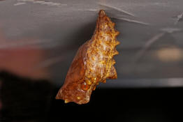 Argynnis paphia / Kaisermantel (Weibchen) / Edelfalter - Nymphalidae