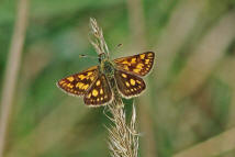 Carterocephalus palaemon / Gelbwrfeliger Dickkopffalter / Tagfalter - Dickkopffalter - Hesperiidae - Heteropterinae