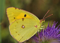 Colias cf. croceus / Postillion (syn. Colias crocea) / Tagfalter - Weilinge - Pieridae - Gelblinge - Coliadinae