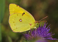 Colias cf. croceus / Postillion (syn. Colias crocea) / Tagfalter - Weilinge - Pieridae - Gelblinge - Coliadinae