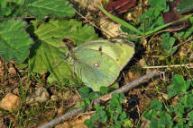 Colias croceus / Postillion (syn. Colias crocea) / Tagfalter - Weilinge - Pieridae - Gelblinge - Coliadinae