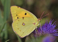 Colias cf. croceus / Postillion (syn. Colias crocea) / Tagfalter - Weilinge - Pieridae - Gelblinge - Coliadinae