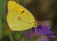 Colias cf. croceus / Postillion (syn. Colias crocea) / Tagfalter - Weilinge - Pieridae - Gelblinge - Coliadinae