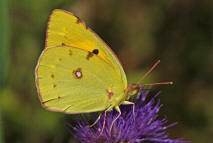 Colias cf. croceus / Postillion (syn. Colias crocea) / Tagfalter - Weilinge - Pieridae - Gelblinge - Coliadinae