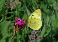 Colias croceus / Postillion (syn. Colias crocea) / Tagfalter - Weilinge - Pieridae - Gelblinge - Coliadinae