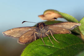 Erynnis tages / Kronwicken Dickkopffalter / Dunkler Dickkopffalter / Tagfalter - Dickkopffalter - Hesperiidae - Pyrginae
