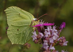 Gonepteryx rhamni / Zitronenfalter / Tagfalter - Weilinge - Pieridae - Coliadinae