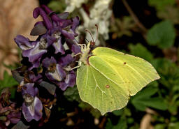 Gonepteryx rhamni / Zitronenfalter / Tagfalter - Weilinge - Pieridae - Coliadinae