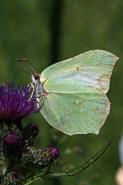 Gonepteryx rhamni / Zitronenfalter / Tagfalter - Weilinge - Pieridae - Coliadinae