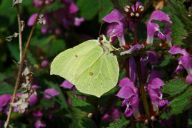 Gonepteryx rhamni / Zitronenfalter / Tagfalter - Weilinge - Pieridae - Coliadinae