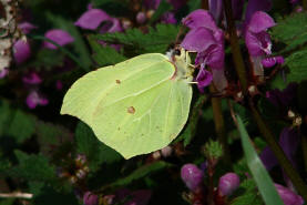 Gonepteryx rhamni / Zitronenfalter / Tagfalter - Weilinge - Pieridae - Coliadinae