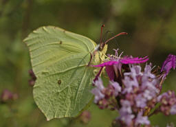 Gonepteryx rhamni / Zitronenfalter / Tagfalter - Weilinge - Pieridae - Coliadinae