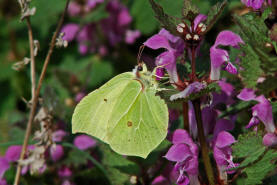 Gonepteryx rhamni / Zitronenfalter / Tagfalter - Weilinge - Pieridae - Coliadinae