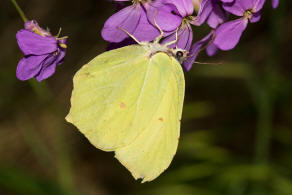 Gonepteryx rhamni / Zitronenfalter / Tagfalter - Weilinge - Pieridae - Coliadinae