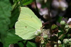 Gonepteryx rhamni / Zitronenfalter / Tagfalter - Weilinge - Pieridae - Coliadinae