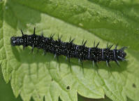 Aglais io / Tagpfauenauge (Raupe) / Tagfalter - Edelfalter - Nymphalidae