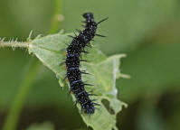 Aglais io / Tagpfauenauge (Raupe) / Tagfalter - Edelfalter - Nymphalidae