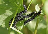 Aglais io / Tagpfauenauge (Raupen) / Tagfalter - Edelfalter - Nymphalidae