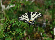 Iphiclides podalirius / Segelfalter / Tagfalter - Ritterfalter - Papilionidae