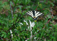 Iphiclides podalirius / Segelfalter / Tagfalter - Ritterfalter - Papilionidae