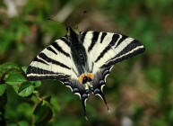 Iphiclides podalirius / Segelfalter / Tagfalter - Ritterfalter - Papilionidae