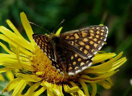 Melitaea britomartis / stlicher Scheckenfalter / Tagfalter - Edelfalter - Nymphalidae - Nymphalinae - Melitaeini
