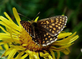 Melitaea britomartis / stlicher Scheckenfalter / Tagfalter - Edelfalter - Nymphalidae - Nymphalinae - Melitaeini