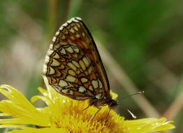 Melitaea britomartis / stlicher Scheckenfalter / Tagfalter - Edelfalter - Nymphalidae - Nymphalinae - Melitaeini